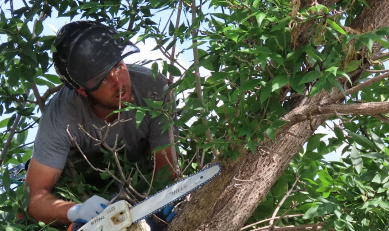 a-man-with-a-chainsaw-in-a-tree