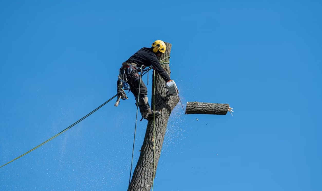a-man-cutting-a-tree