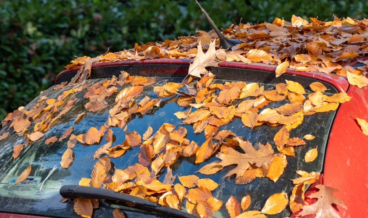 red-car-windshield-covered-in-fallen-autumn-leaves