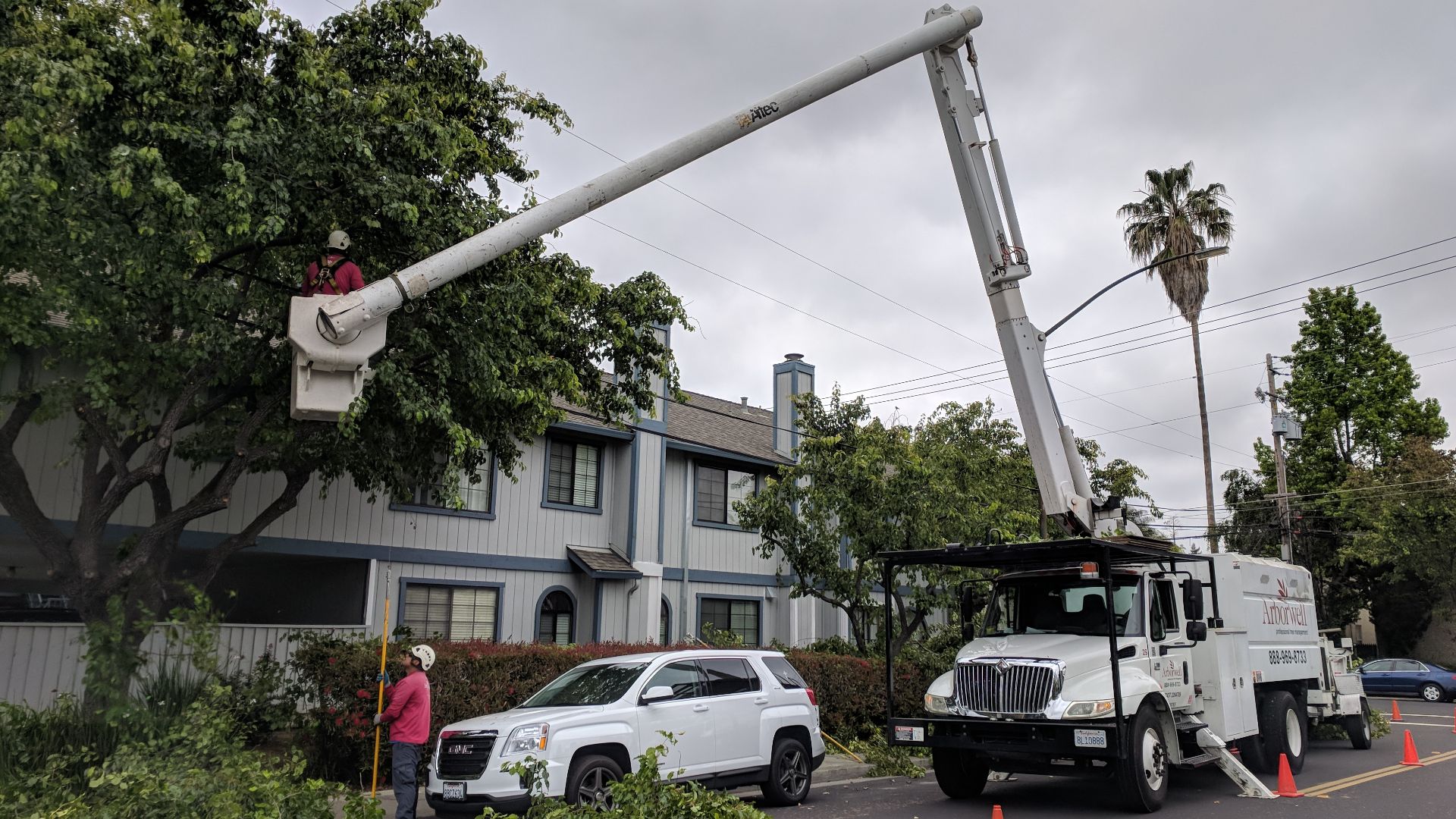 Two workers, one in a cherry picker and one on the ground, trim the branches of a tree in a residential neighborhood of Campbell, California.