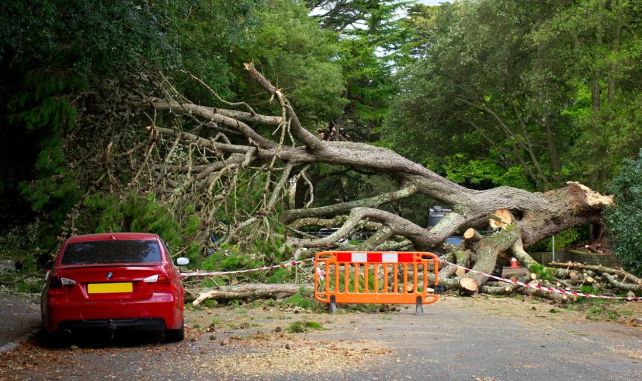 a-fallen-tree-blacking-the-road