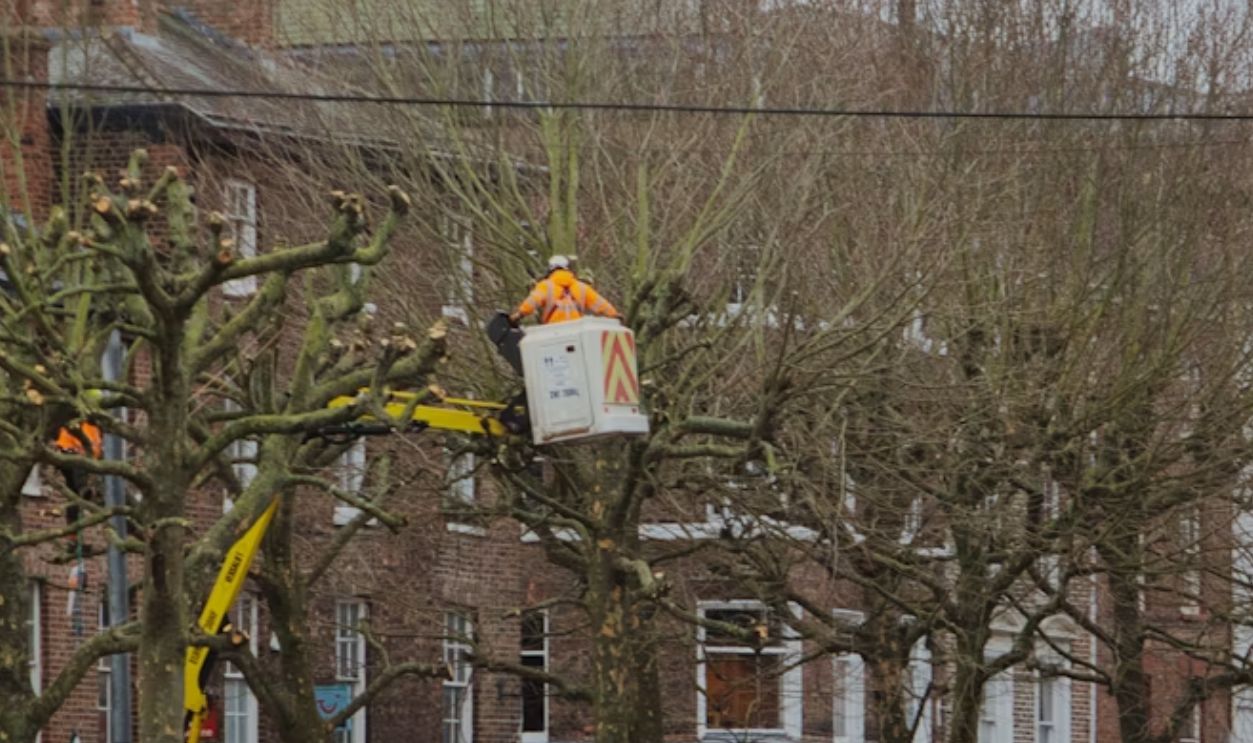 a-street-scene-with-a-tree-being-pruned