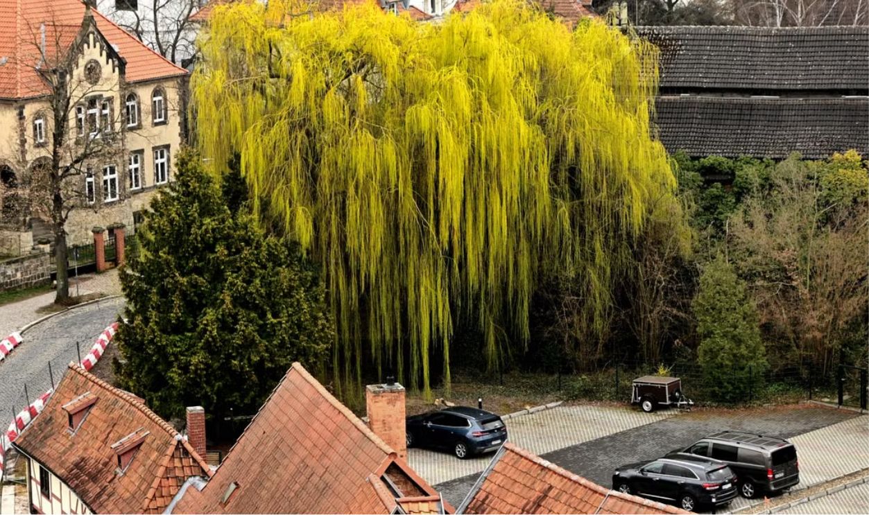 aerial-view-of-weeping-willow-in-charming-village