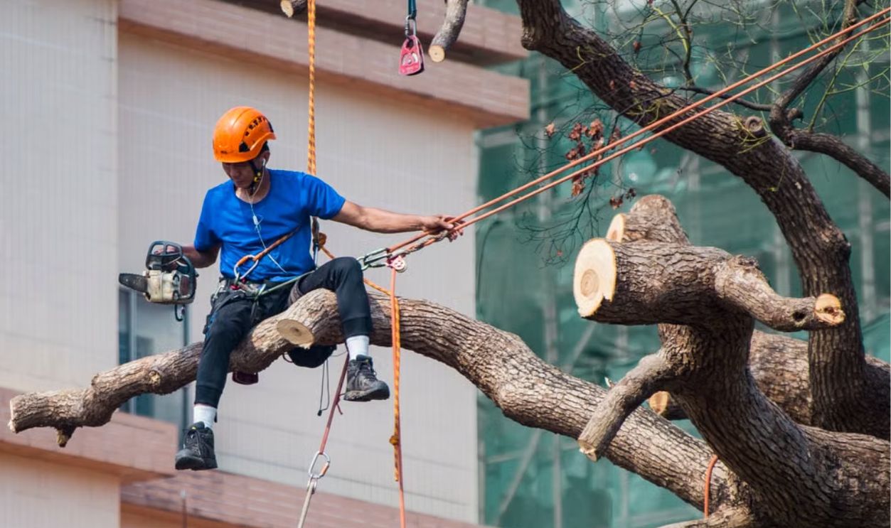 man-in-blue-shirt-siting-on-tree-branch-wearing-safety-harness-holding-ropes-on-left-hand-and-chainsaw-in-right-hand