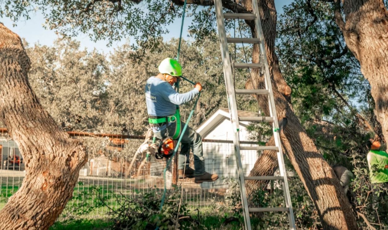 a-tree-arborist-is-working-in-the-tree