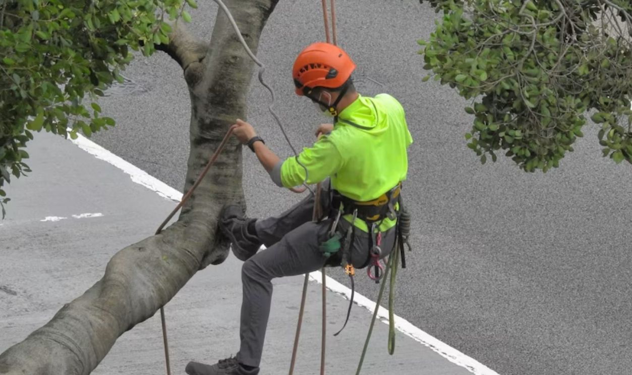 a-person-climbing-a-tree