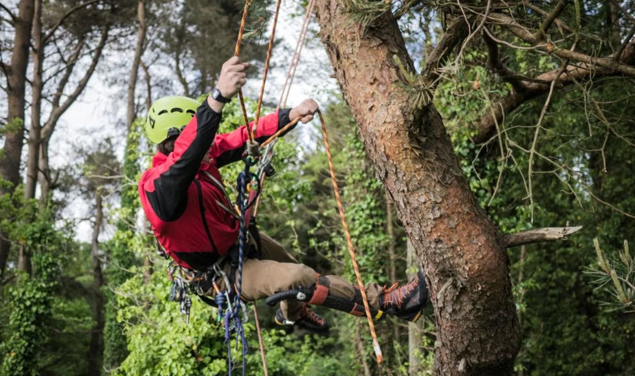 A climber tackles a tall tree using ropes in a lush forest setting. Energetic and thrilling outdoor pursuit.