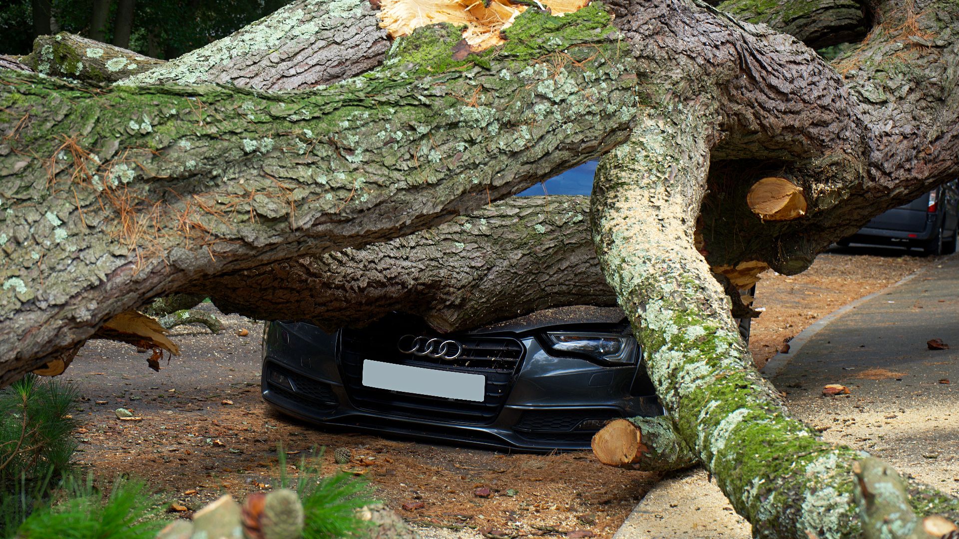 A large tree has fallen on an Audi car, severely damaging it on a city street in the UK.