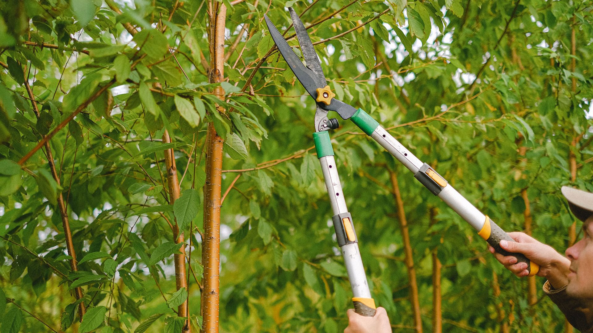 Side view of farmer with pruning shear trimming branches of tree with green leaves in orchard