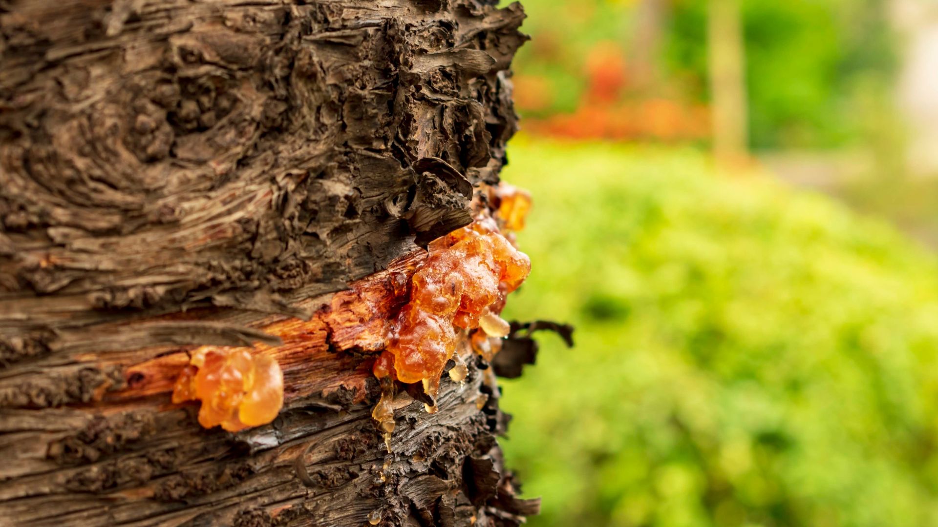 Detailed view of amber-colored resin on a tree trunk with blurred foliage background.