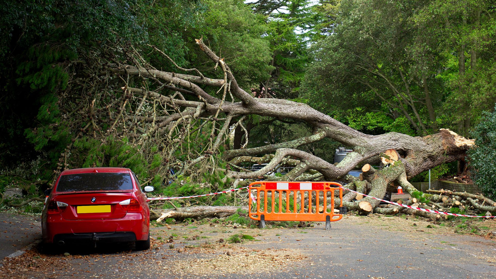A large tree has fallen, blocking the road with debris. A red car is nearby.