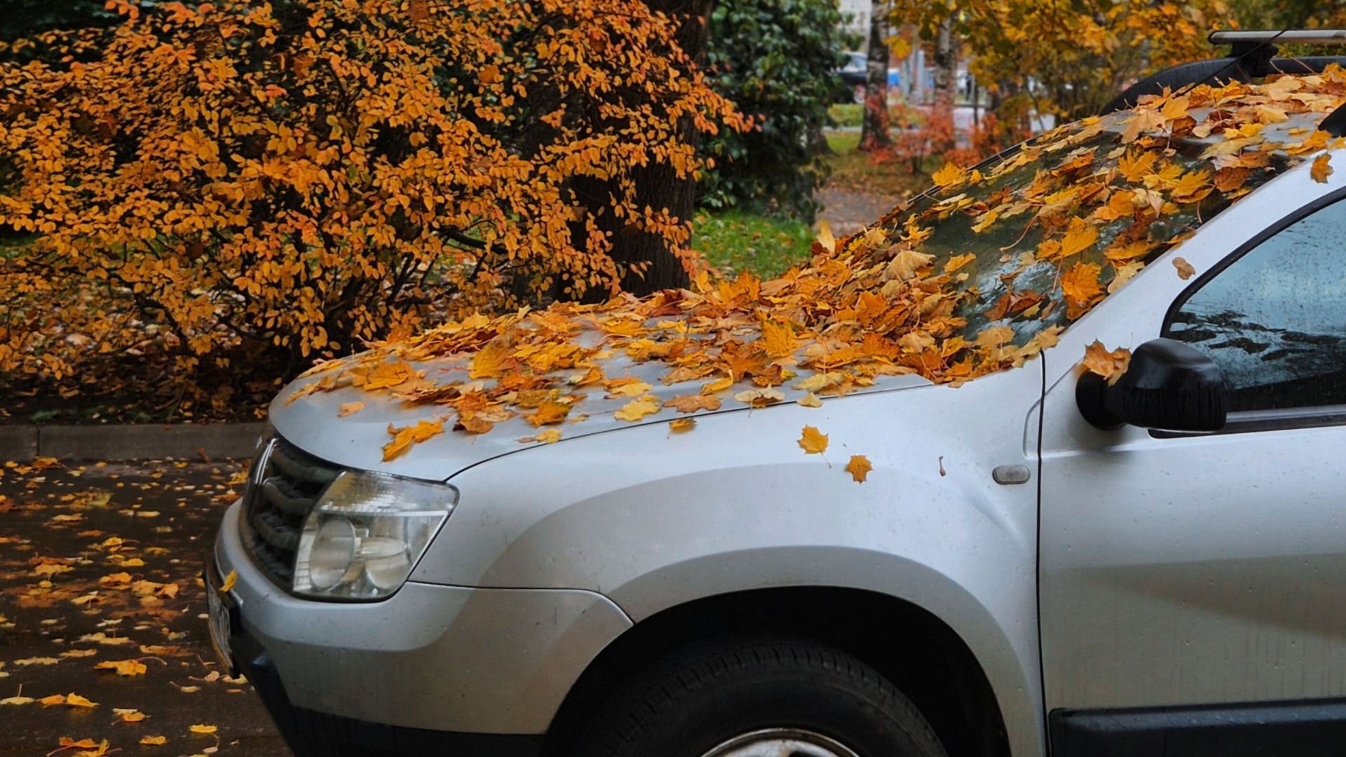 A white car parked under trees covered in vibrant autumn leaves.