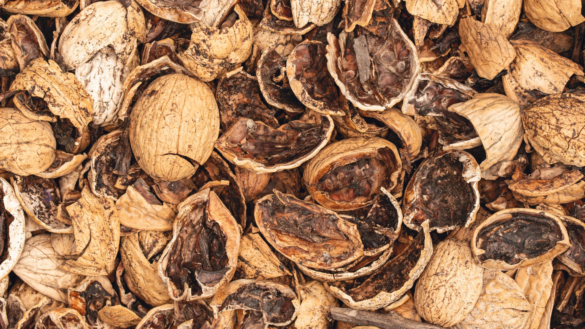 Detailed image of cracked walnut shells, showcasing organic textures and colors.