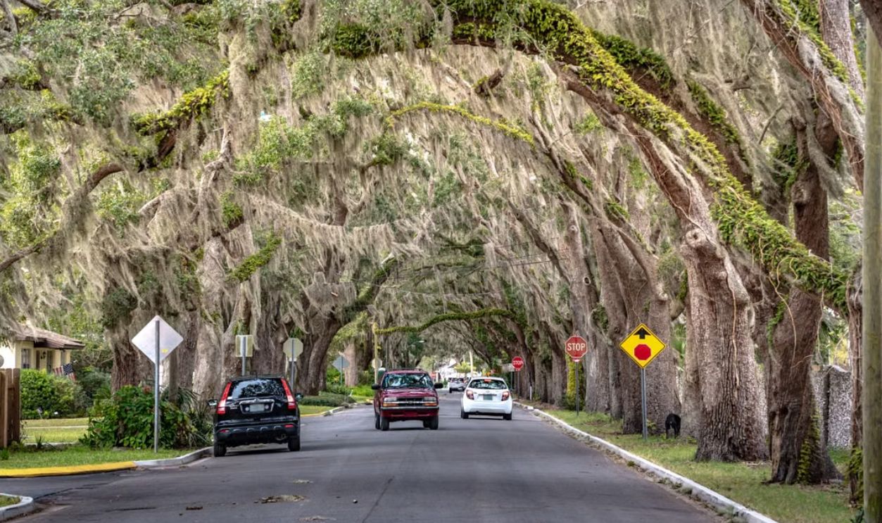 Tranquil street lined with oak trees draped in Spanish moss in St. Augustine, Florida.
