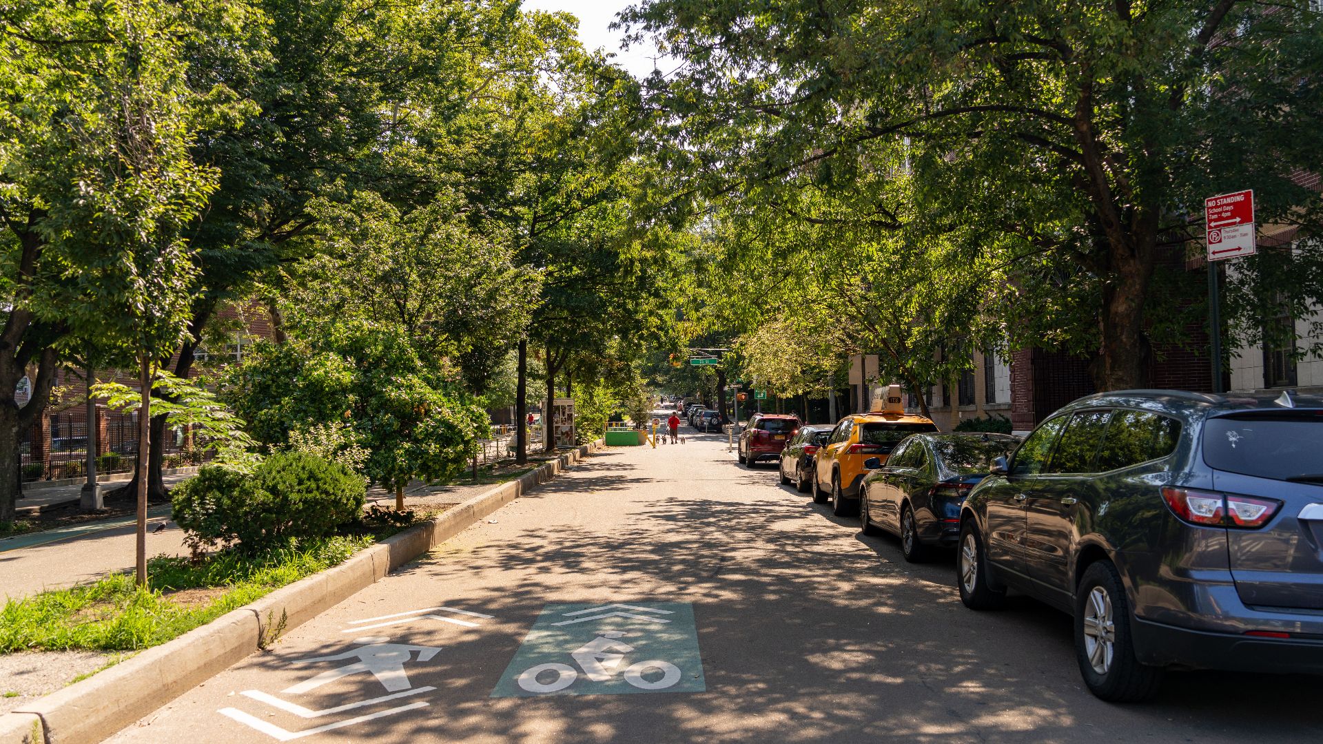 A sunny day on a tree-lined urban street with parked cars and a bike lane.