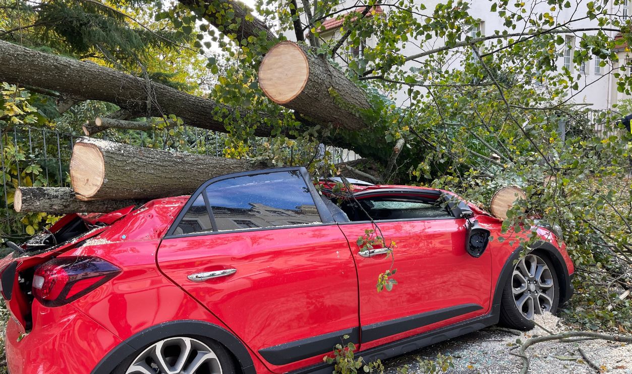 Tree on Car 1236025408