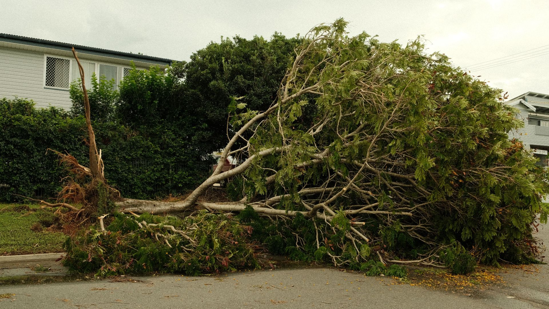 A large tree lies uprooted on a street after a severe storm, highlighting nature's power.