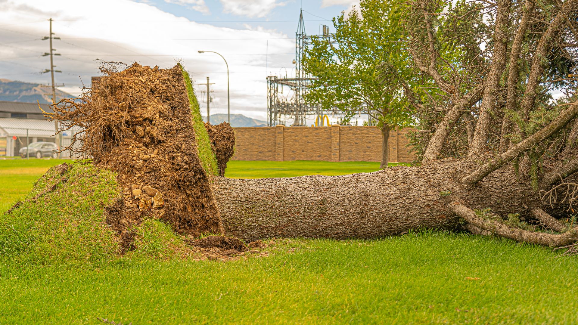 A fallen tree with exposed roots in a grassy field in Hyrum, Utah. Overcast weather.