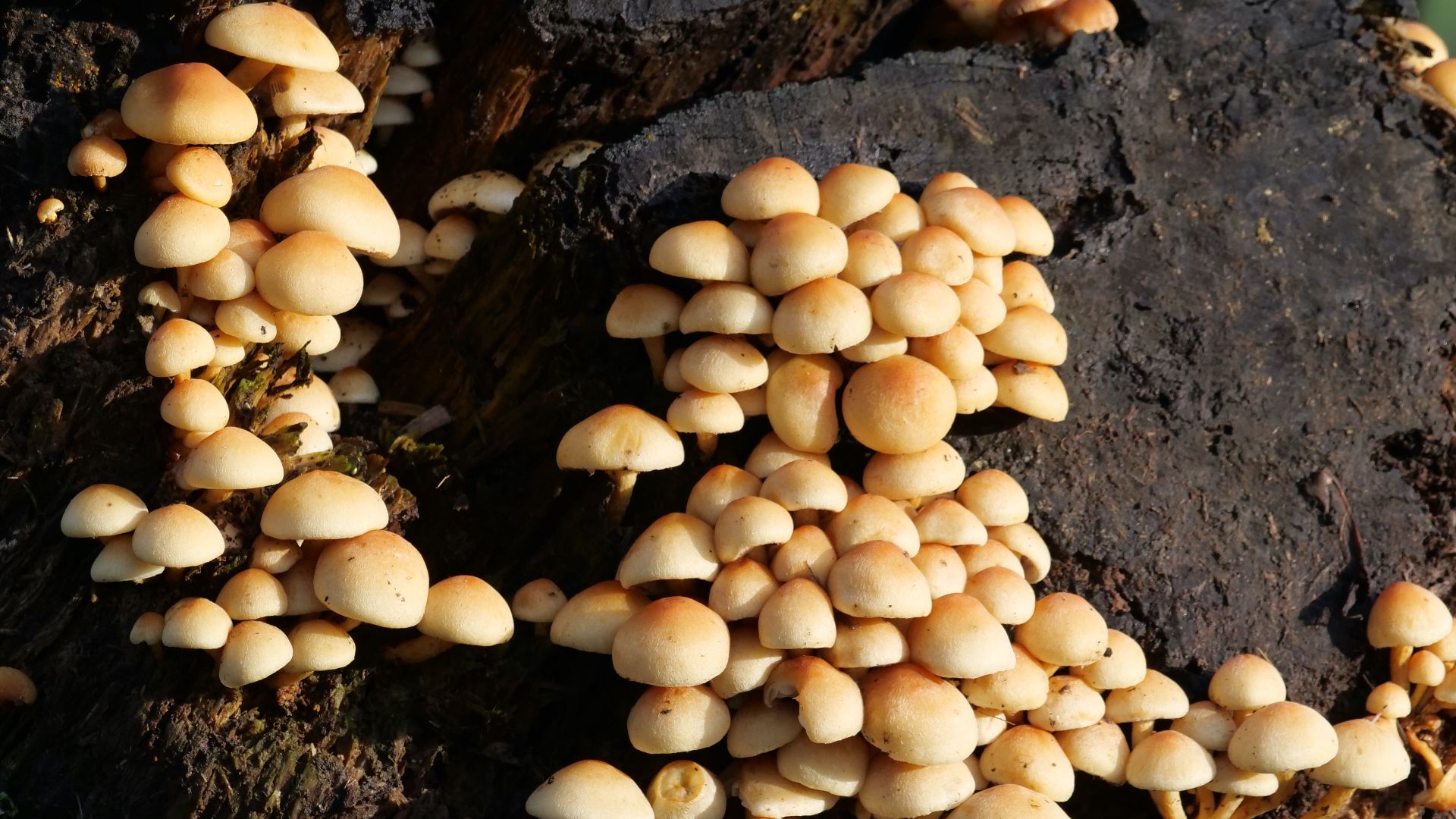 Fungi on a dead tree at the Jewish Cemetery Zeeburg / Flevopark in Amsterdam