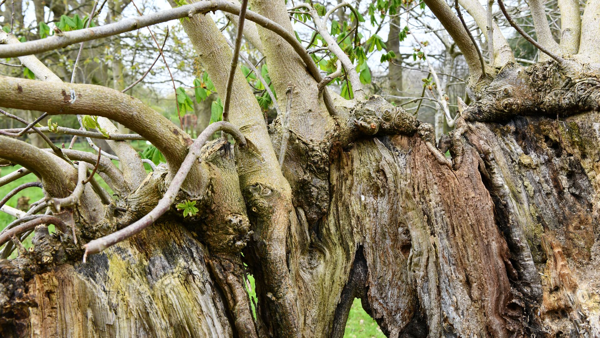 Thornham Walks: Still life in this old decayed chestnut tree