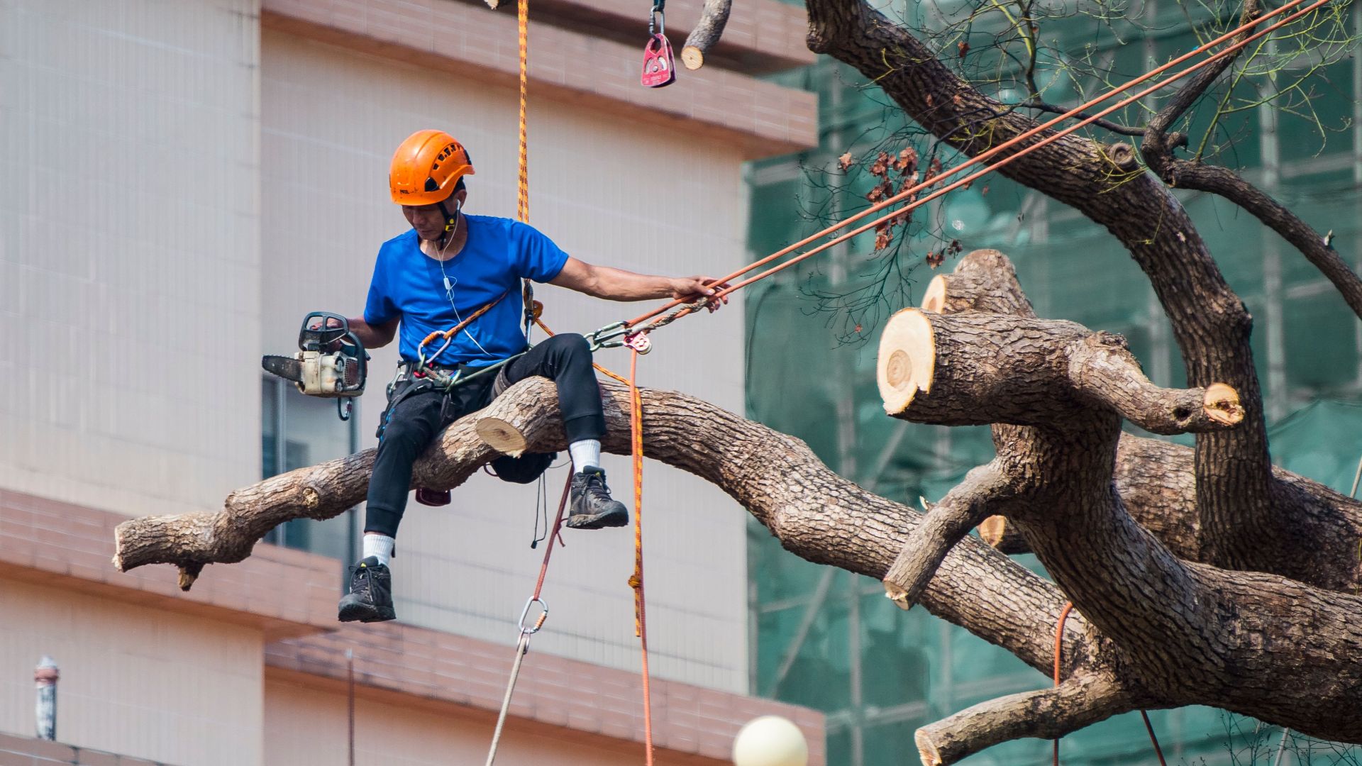 Tree surgeon using a chainsaw to prune branches while secured with ropes in Kowloon, Hong Kong.