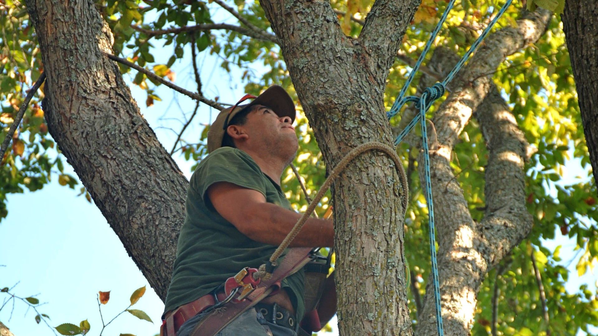 Skilled arborist in safety gear climbing a tree with a chainsaw for maintenance in Whitehouse, Texas.