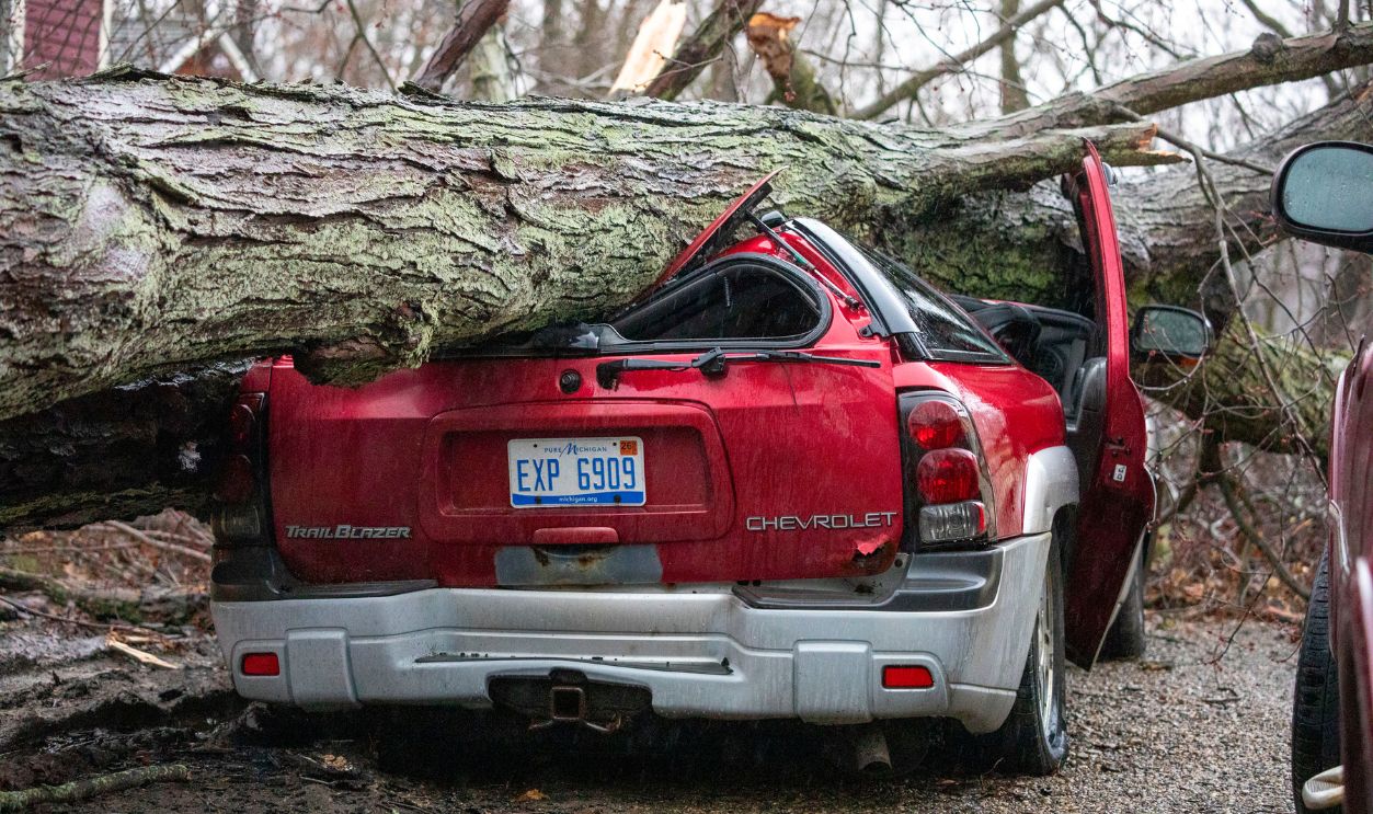 Tree On car 2264663891