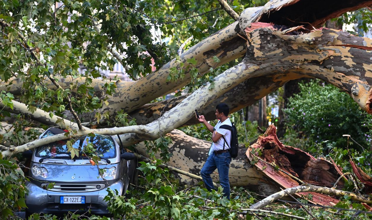 A man takes a photo of a car crushed under a fallen tree 1553038770