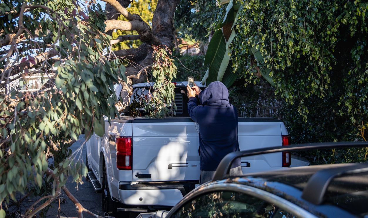 tree on cars 1247390435