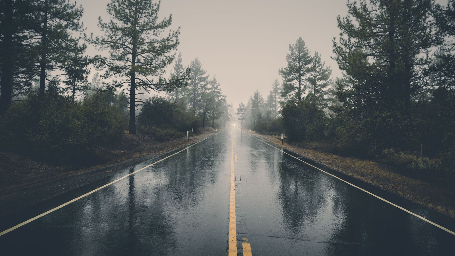 A serene rain-soaked road cutting through a misty forest, creating a mystical atmosphere.