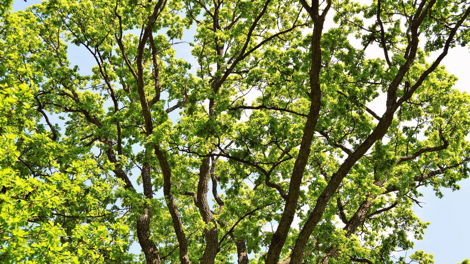 Vivid green oak tree leaves basking in summer sunlight in Jönköping, Sweden.