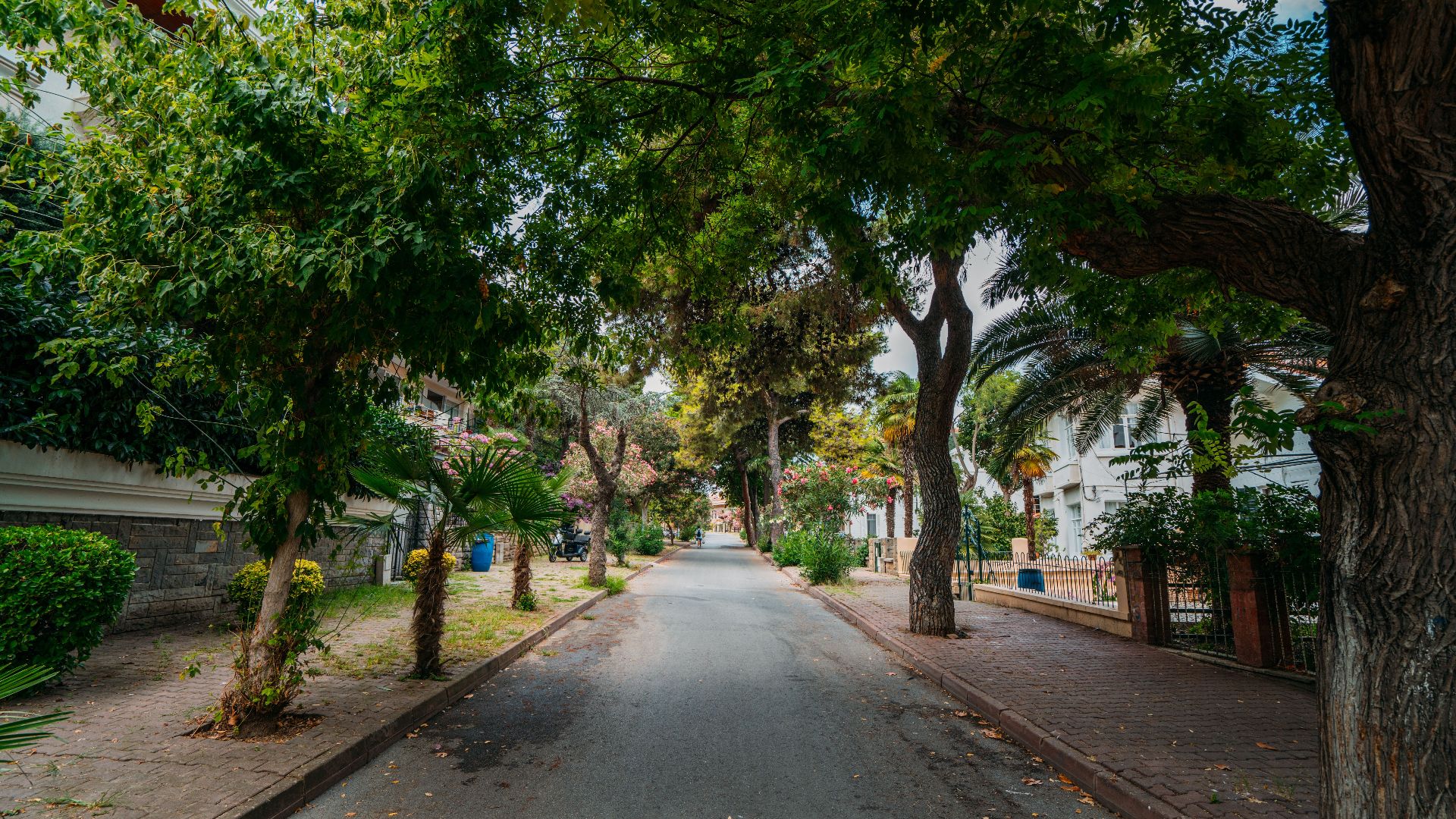 Idyllic tree-lined street in a quiet residential area with lush greenery.