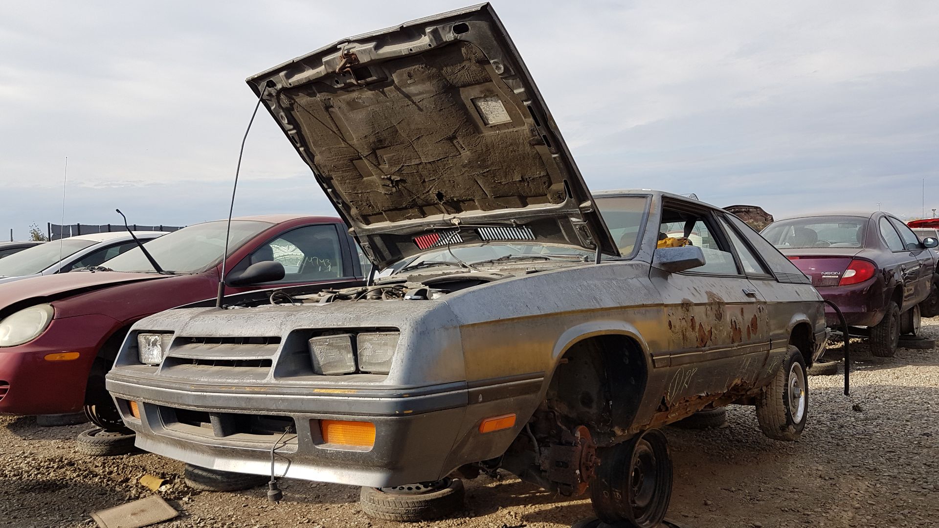 1986 Dodge Charger in the junkyard with impressively rust door and rocker panel.