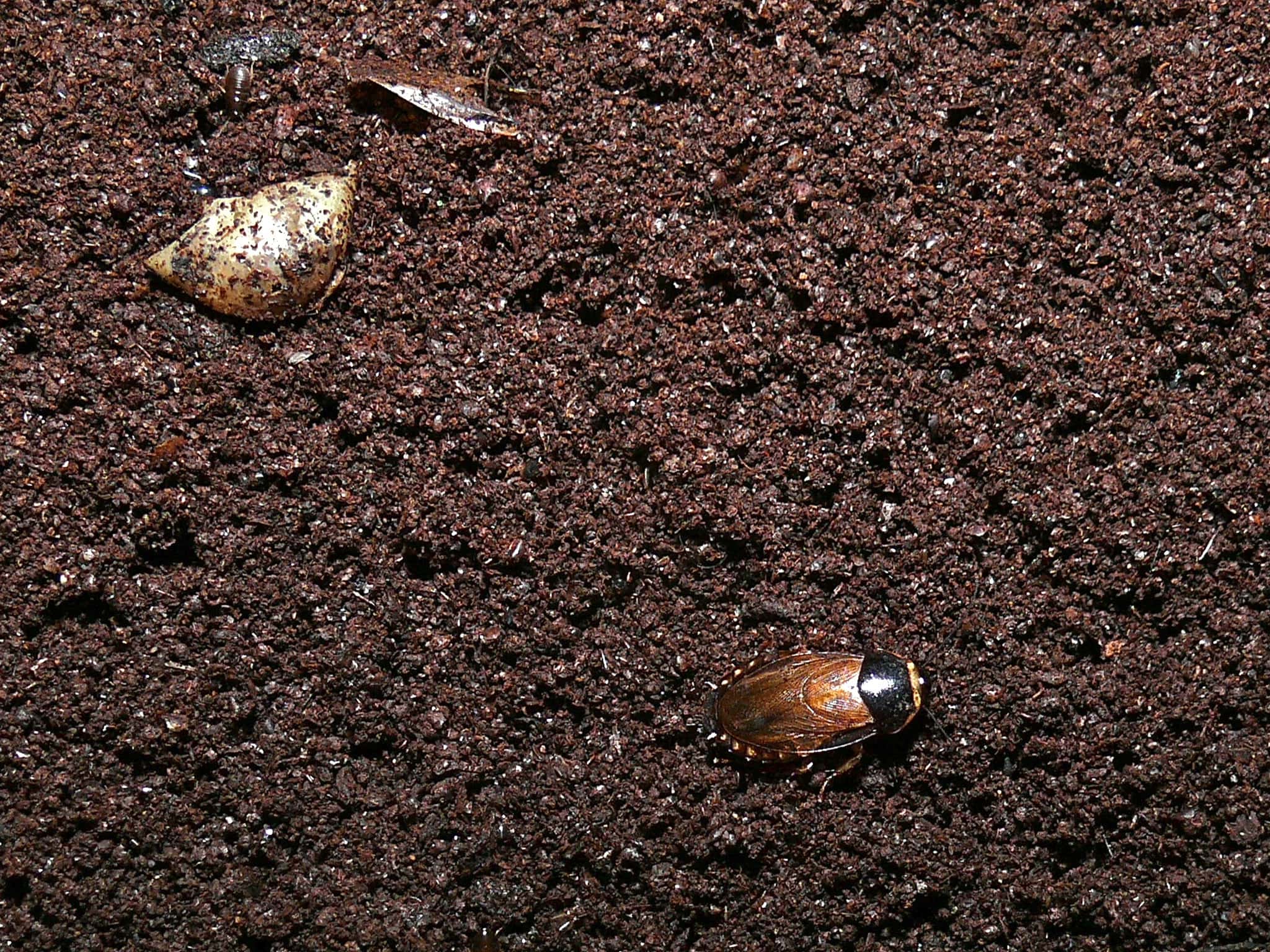 Cave Cockroach on bat guano - 2007
