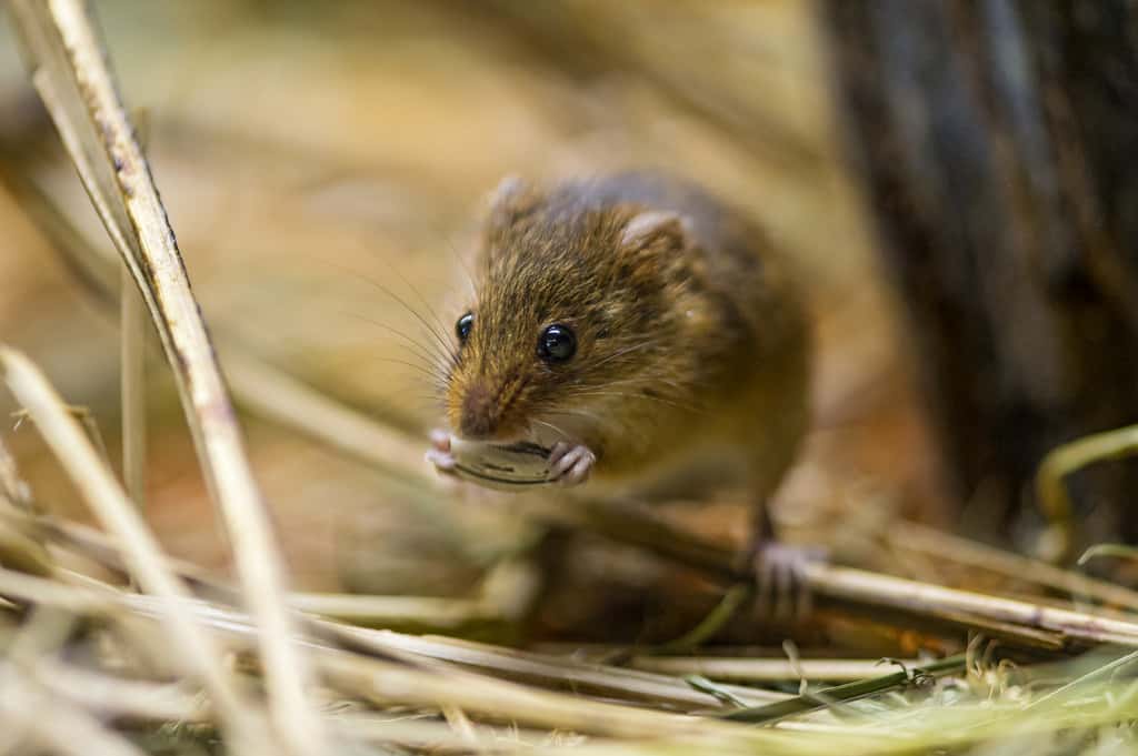 Close-up photo of Tiny mice eating in nature