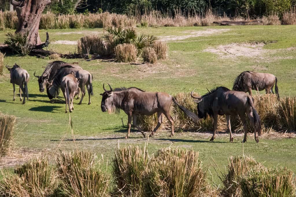 Wildebeest on the Kilimanjaro Safaris trip at Disney's Animal Kingdom, green grass in front, green forest background