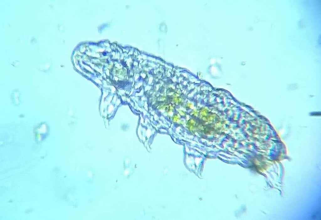 Microscopic Image of A Tardigrade