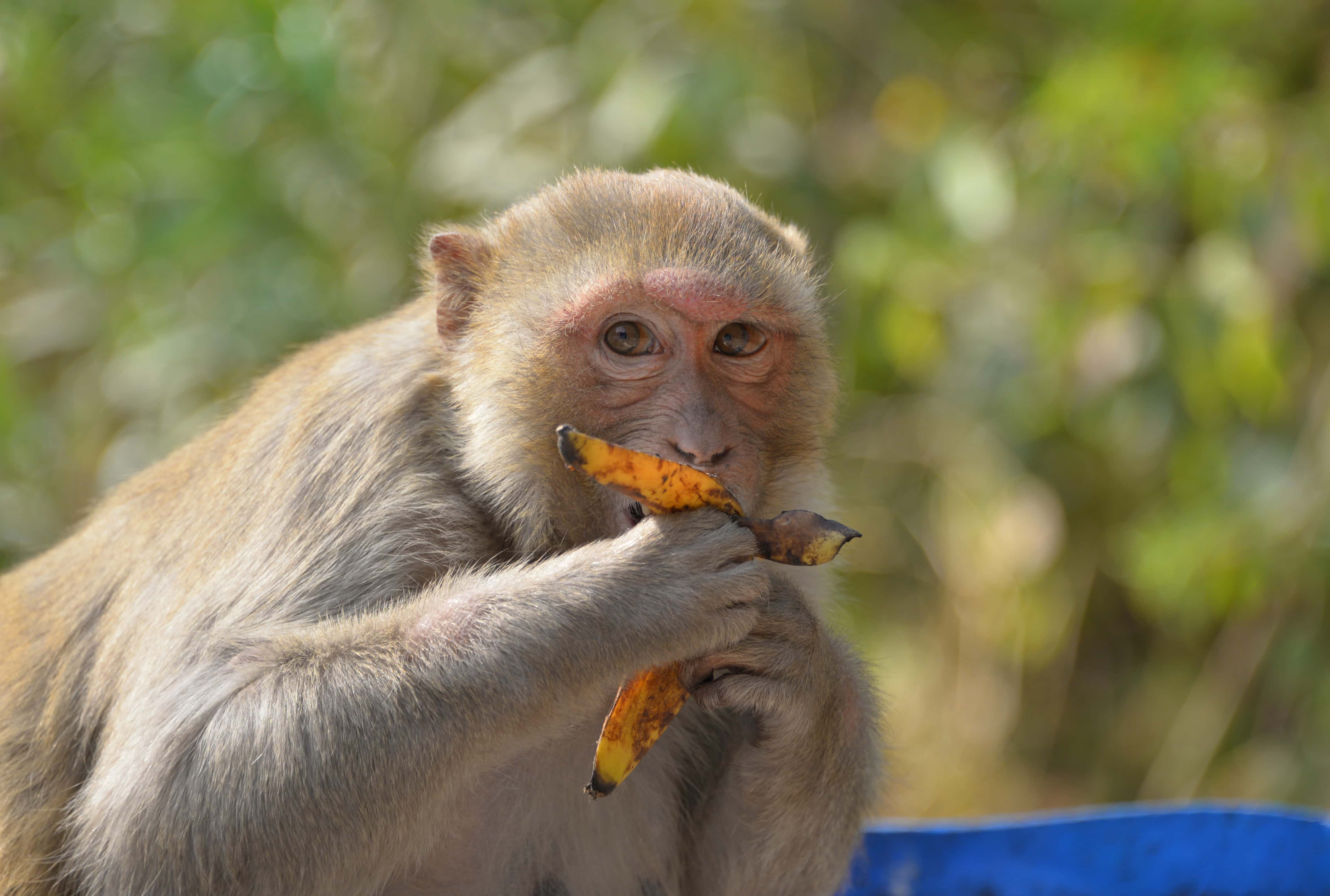 Rhesus macaque in Ranakpur, India - 2016