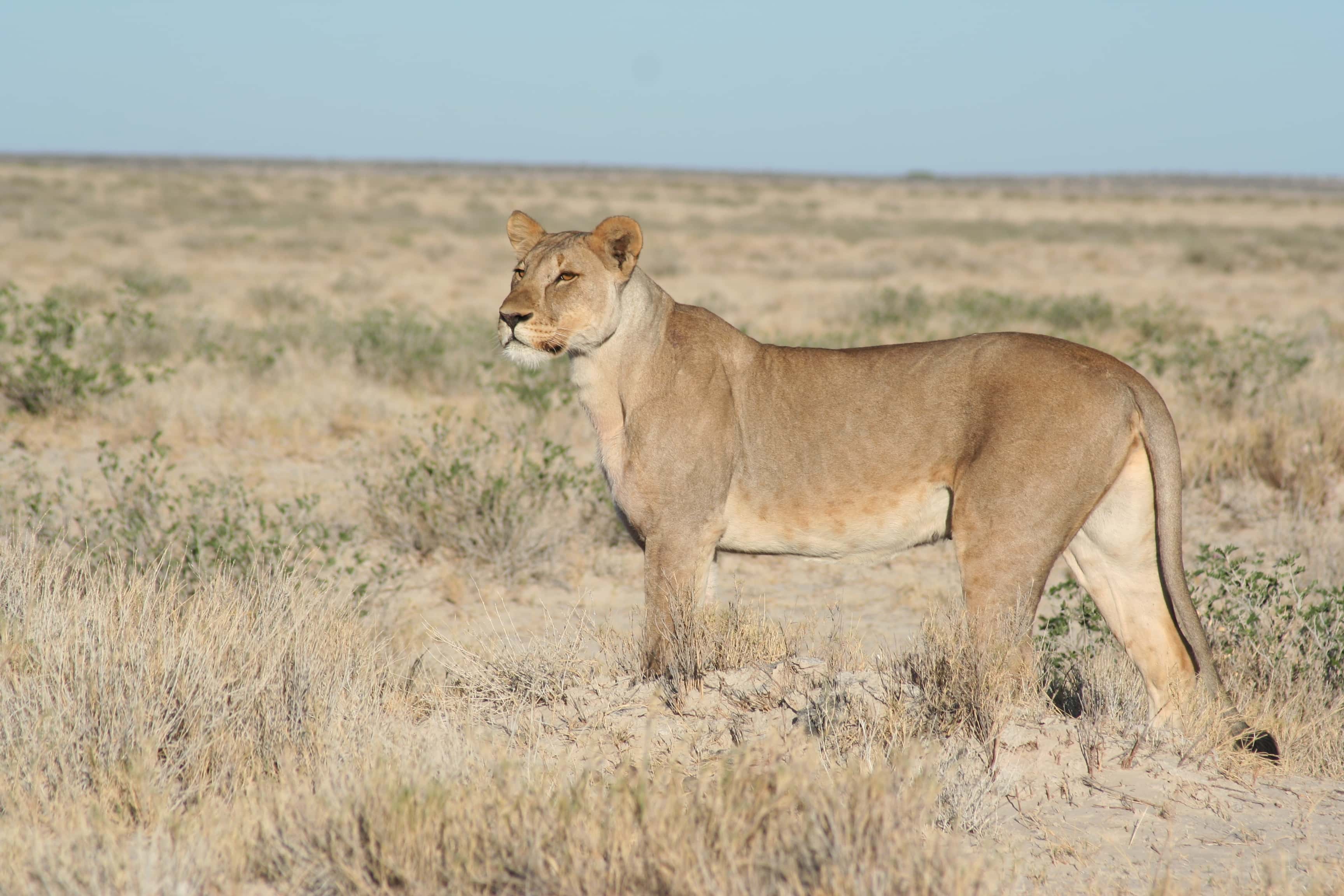 Lioness on the prowl - 2005