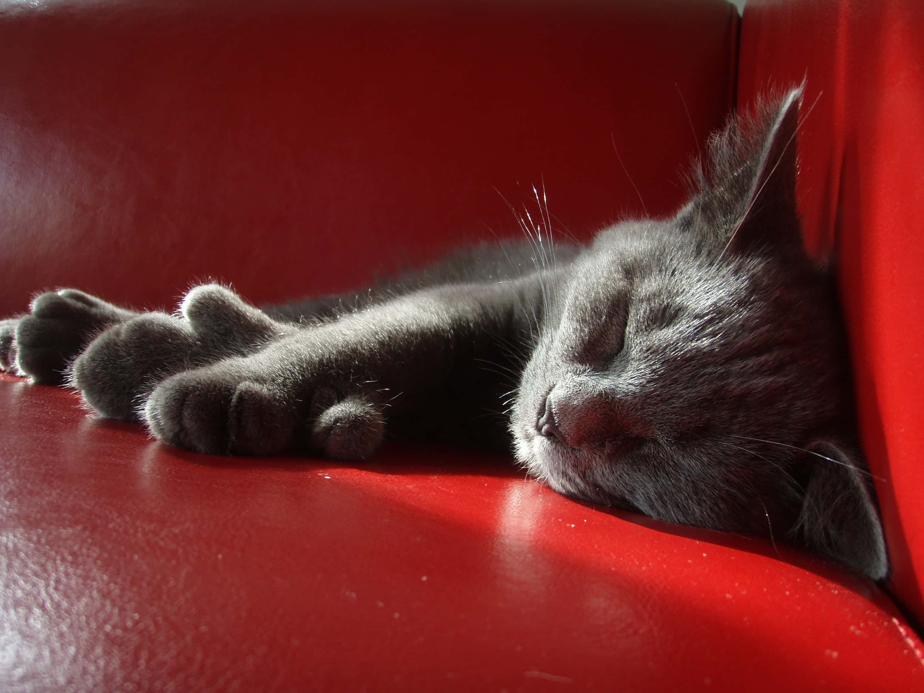 Image of Polydactyl cat sleeping on the chair - 2006