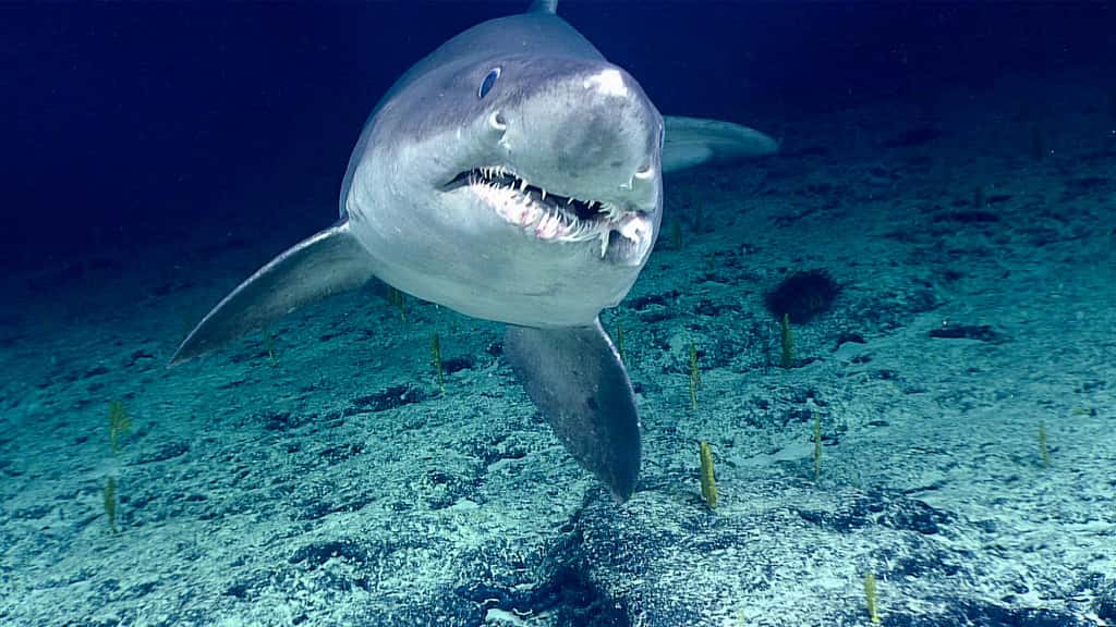 close-up imagery of small tooth sand tiger shark swimming in the ocean