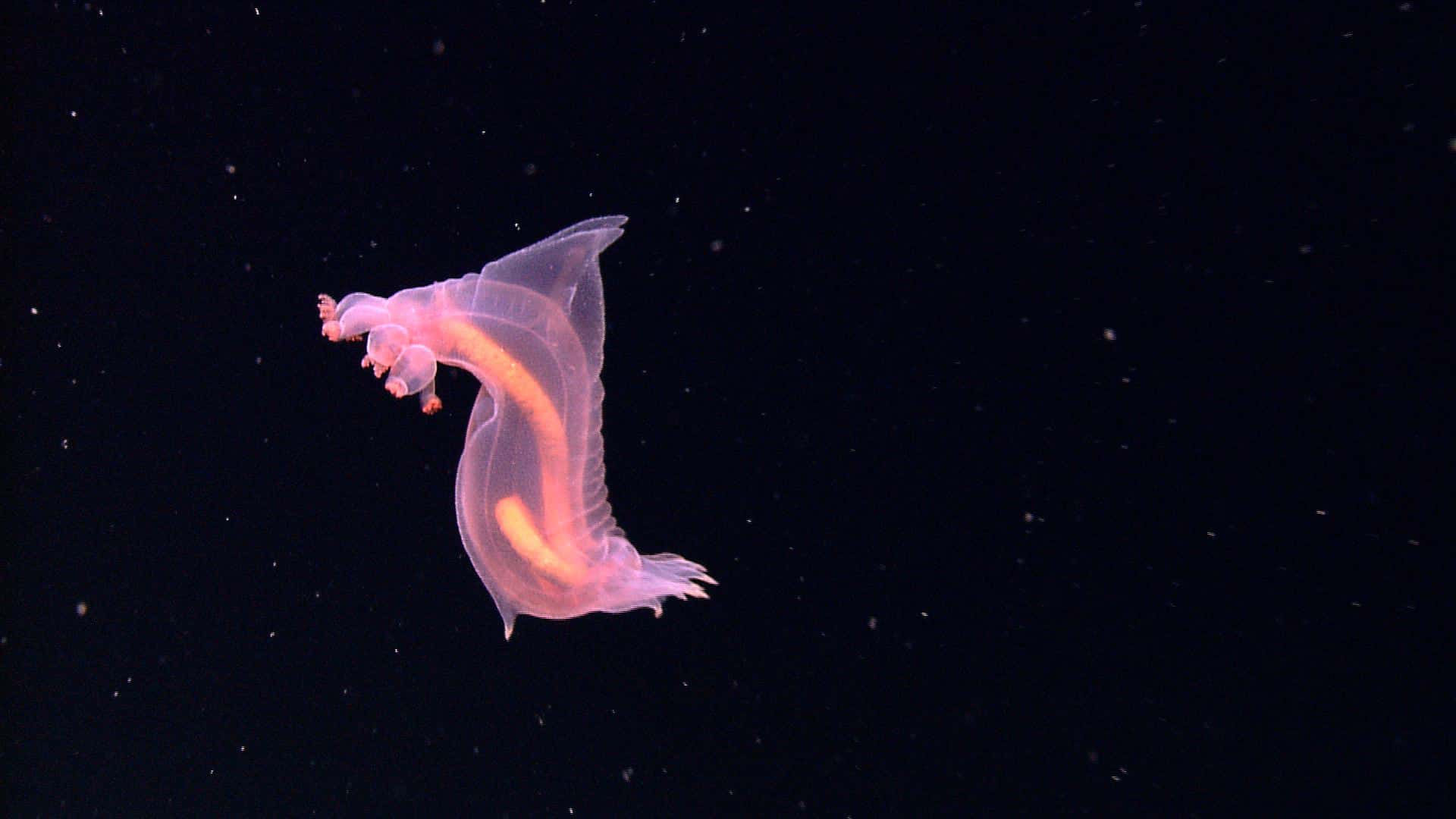 A spectacular image of a benthopelagic sea cucumber swimming in the near freezing waters of the abyss
