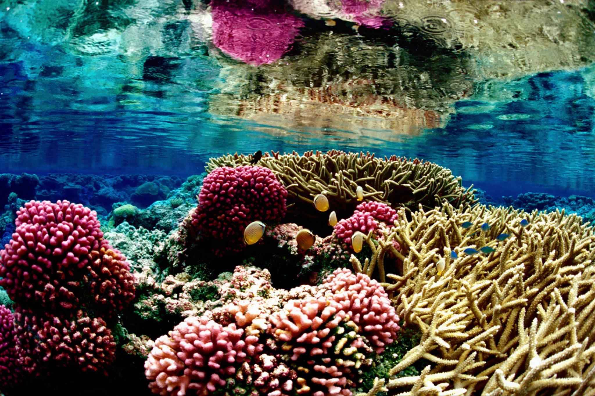 Colorful underwater landscape of a coral reef with reflection