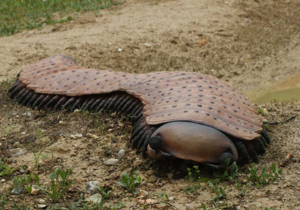 Close-up photo of Arthropleura model, prehistoric giant millipede