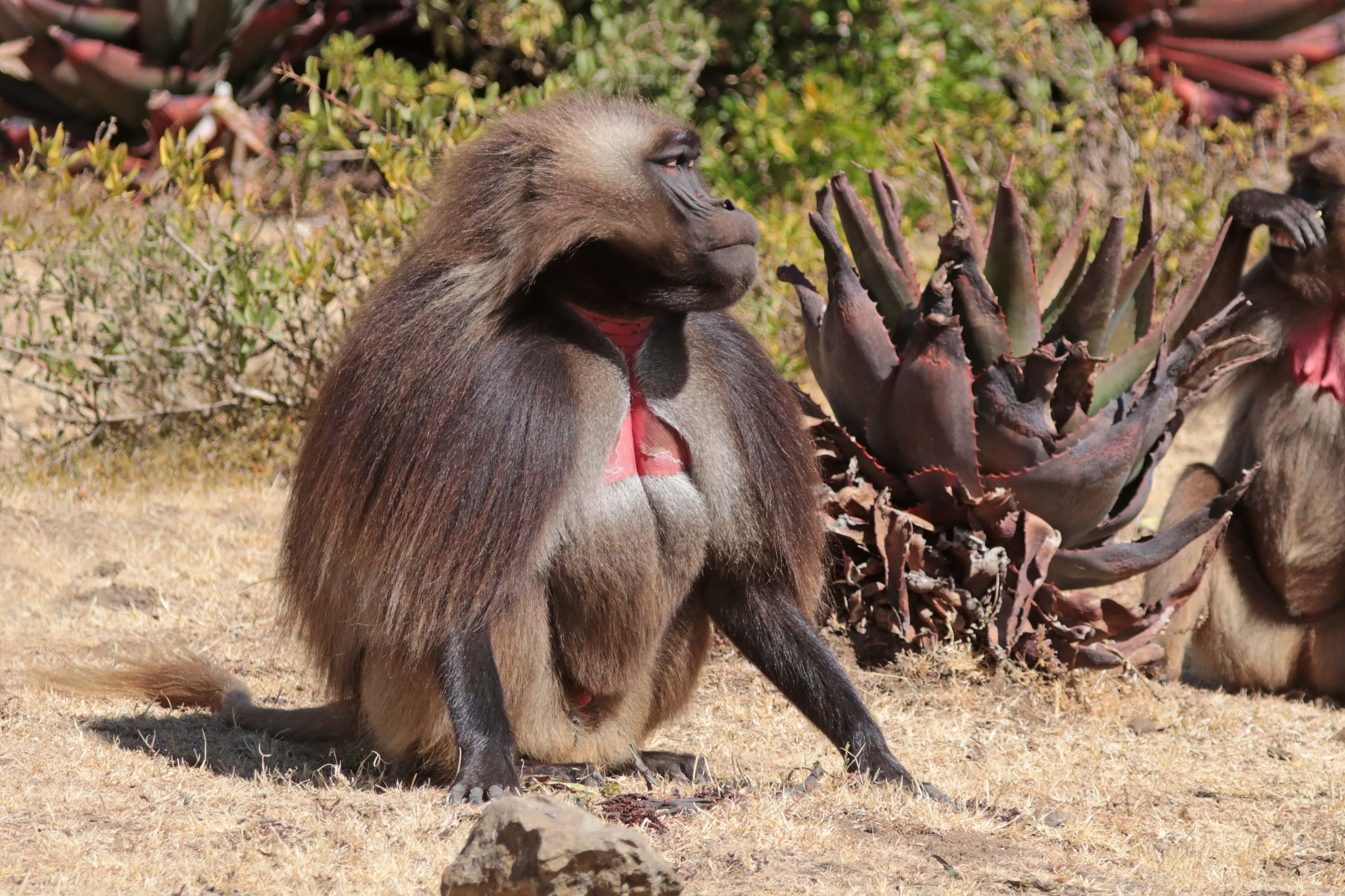 Gelada baboon - 2017