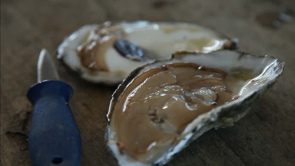 Ellen DeGeneres Facts