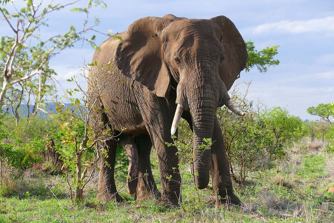 African Elephant walking, surrounded by green bushes