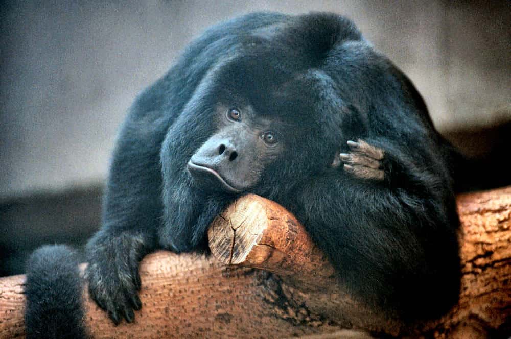 Photo of a Black howler monkey on a tree in Cleveland Metroparks Zoo