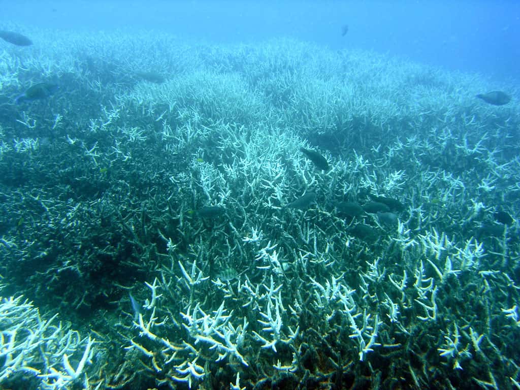 Bleached branching coral (Acropora sp.) at Heron Island