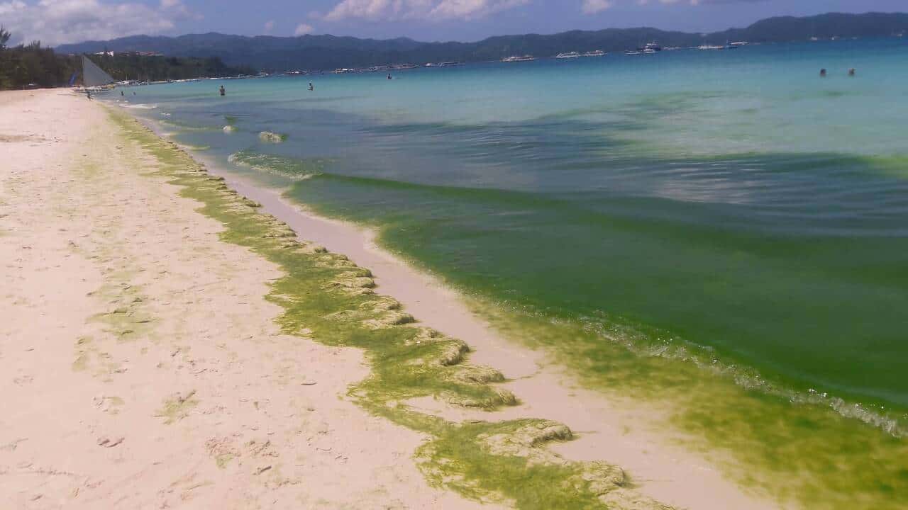 Algal bloom besieges Boracay’s shoreline